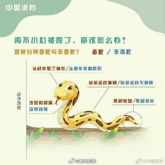 廣東上演現(xiàn)實(shí)版貪吃蛇！汕尾驚現(xiàn)20斤大蟒蛇生吞牛犢；不幸遇到蛇怎么辦，快來看看這份手冊(cè)